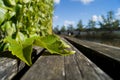 Leaf on a wooden bench