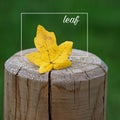 The leaf and words and quotes and letters Royalty Free Stock Photo