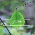The leaf and words and quotes and letters Royalty Free Stock Photo