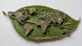 Leaf with a world map. Close up view of a leaf with the world map cut out Royalty Free Stock Photo