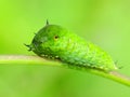 A leaf worm is crawling on the plant