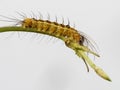 A leaf worm is crawling on the plant