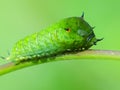 A leaf worm is crawling on the plant