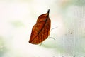 Leaf Butterfly on net Royalty Free Stock Photo