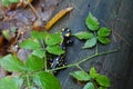 Fire Salamander