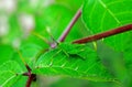 Leaf of Zanthoxylum nitidum, shiny-leaf prickly-ash, Liang Mian Zhen