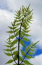 Leaf of Zanthoxylum nitidum, shiny-leaf prickly-ash, Liang Mian Zhen