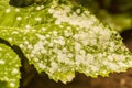 Powdery mildew