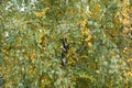 Leafage of birch tree in mid autumn