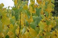 Leafage on branches of cercis canadensis