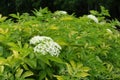 Leafage, buds and flowers of gold leaf European elderberry