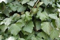 Leafage of common ivy in March Royalty Free Stock Photo