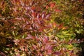 Leafage of forsythia bush in October