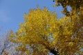 Leafage of Fraxinus pennsylvanica against blue sky