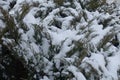 Leafage of savin juniper covered with snow