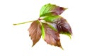 Leafage of wild grape Royalty Free Stock Photo
