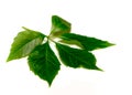 Leafage of wild grape on white background Royalty Free Stock Photo