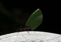 Leafcutter Ant Carrying a Leaf Royalty Free Stock Photo