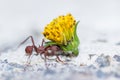 Leafcutter ant with a heavy load Royalty Free Stock Photo