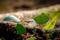 Leafcutter Ants