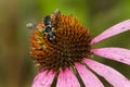 Pugnacious Leafcutter Bee - Megachile pugnata Royalty Free Stock Photo