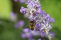 Leafcutter bee (Megachilidae)