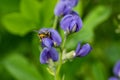 A Leafcutter bee with a pollen filled underbelly pollinating deep inside an Indigo flower. Royalty Free Stock Photo