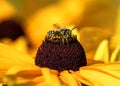 Leafcutter bee pollinating in yellow coneflower garden