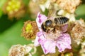 Leafcutter Bees (Megachilidae) in the UK Royalty Free Stock Photo