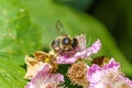 Leafcutter Bees (Megachilidae) in the UK