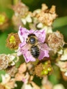 Leafcutter Bees (Megachilidae) in the UK Royalty Free Stock Photo