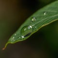 Detail of water droplets on green plant leaf with reflections in water drops. Royalty Free Stock Photo