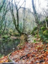 Leafe path by the river Royalty Free Stock Photo