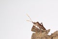 Leaffooted bug on tree bark Royalty Free Stock Photo