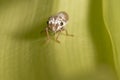 Leafhopper Royalty Free Stock Photo