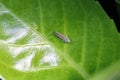 A leafhopper (Auchenorrhyncha) Royalty Free Stock Photo