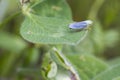Leafhopper ( Cicadella viridis ) Royalty Free Stock Photo