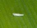 Green leafhopper