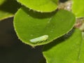 Green leafhopper - macro image