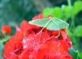 Leafhopper on geranium