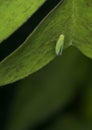 Leafhopper insect on a green leaf