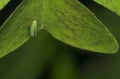 Leafhopper insect on a green leaf