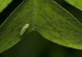 Leafhopper insect on a green leaf