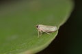 Leafhopper on leaf