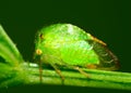 Leafhopper