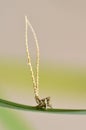 Leafhopper Nymphs