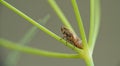 leafhopper Philaenus spumarius Royalty Free Stock Photo