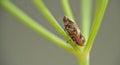 leafhopper Philaenus spumarius Royalty Free Stock Photo