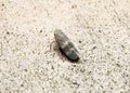 A Leafhopper or Sharpshooter, dorsal view