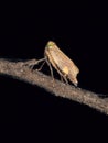 Leafhopper Royalty Free Stock Photo